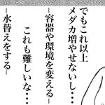 メダカ飼育沼にはまった話⑧